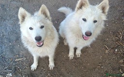 Pastor Blanco Suizo perros en venta: Perritas pastor blanco suizo - Imagen 1