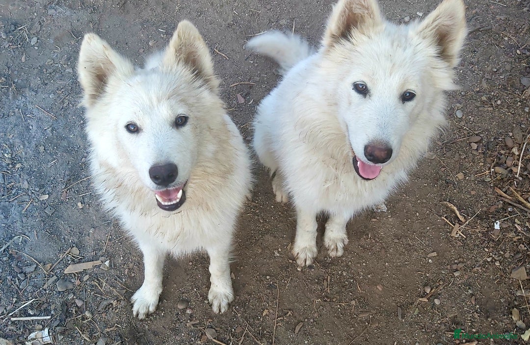 Pastor Blanco Suizo perros en venta: Perritas pastor blanco suizo - Imagen 1