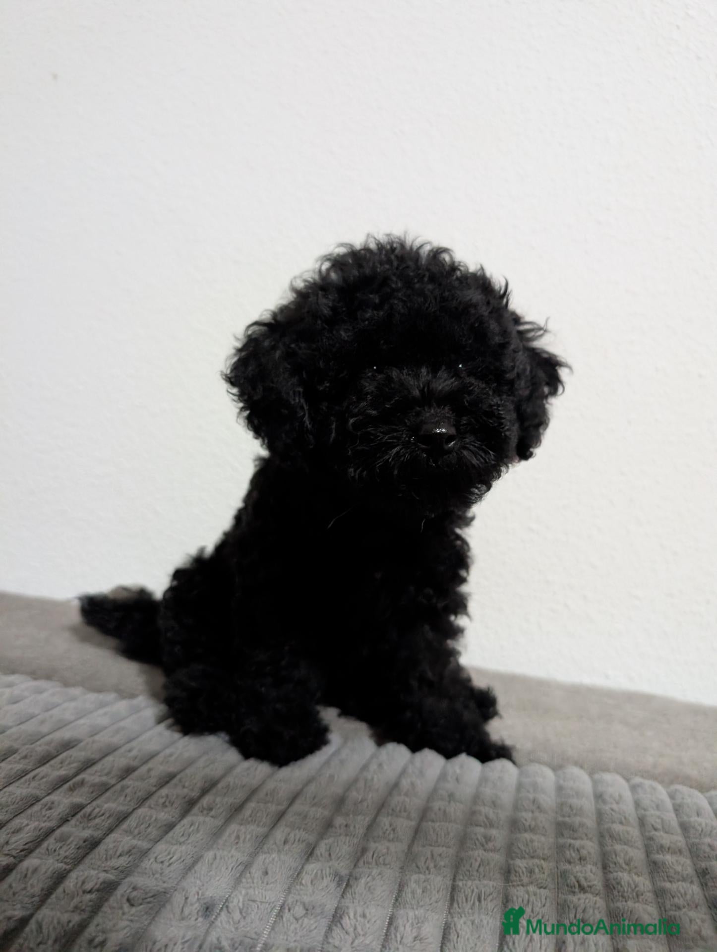 Caniche Toy perros Caniche toy precio real  - Anuncio 1
