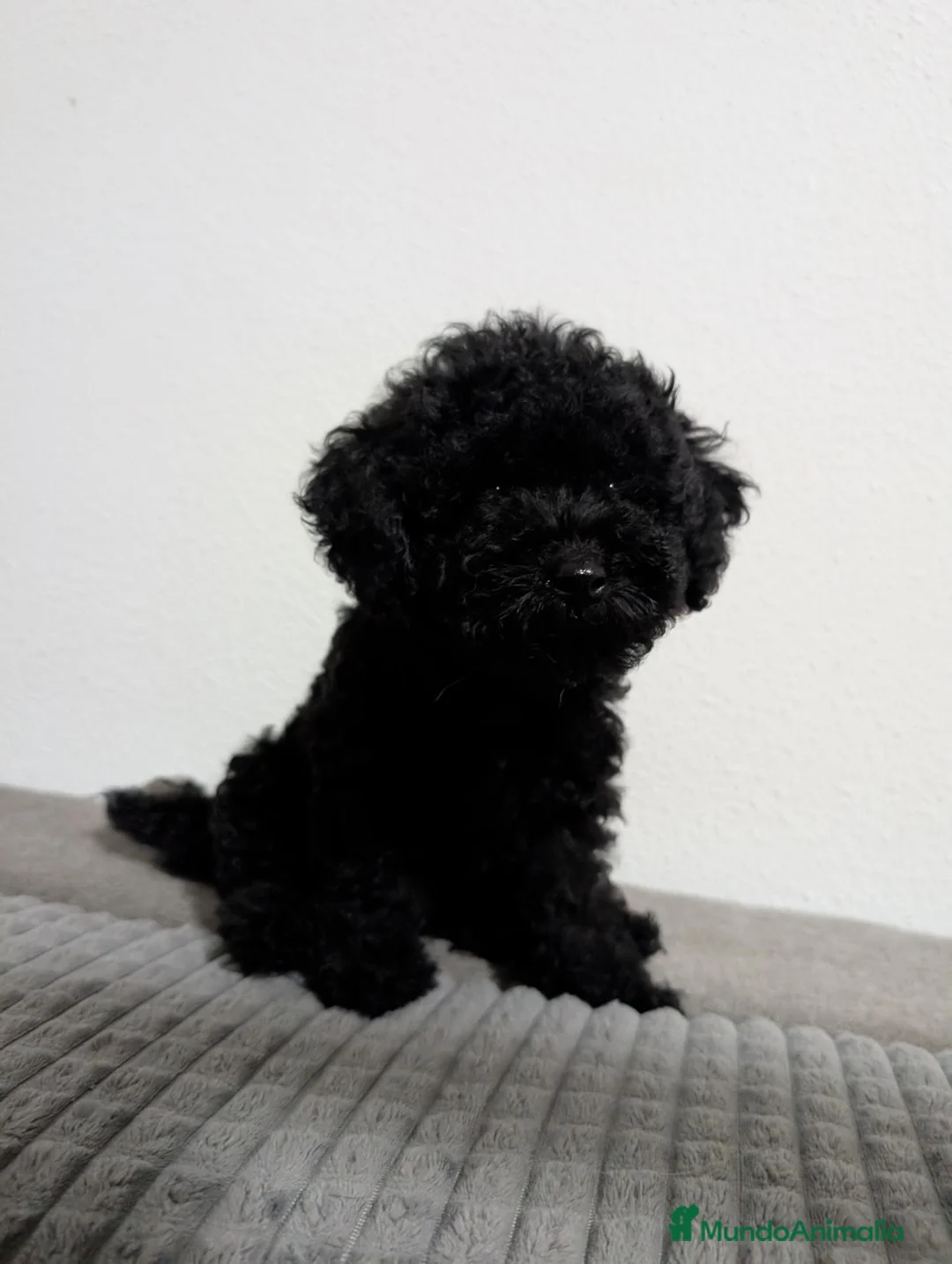 Caniche Toy perros en venta: Caniche toy precio real  - Anuncio 1