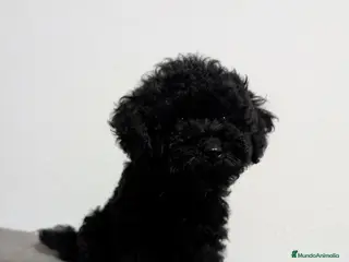 Caniche Toy perros Caniche toy precio real - Anuncio 1