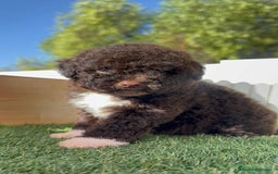 Perro de Agua Español perros en venta: PERRO DE AGUA ESPAÑOL HEMBRA - Imagen 14
