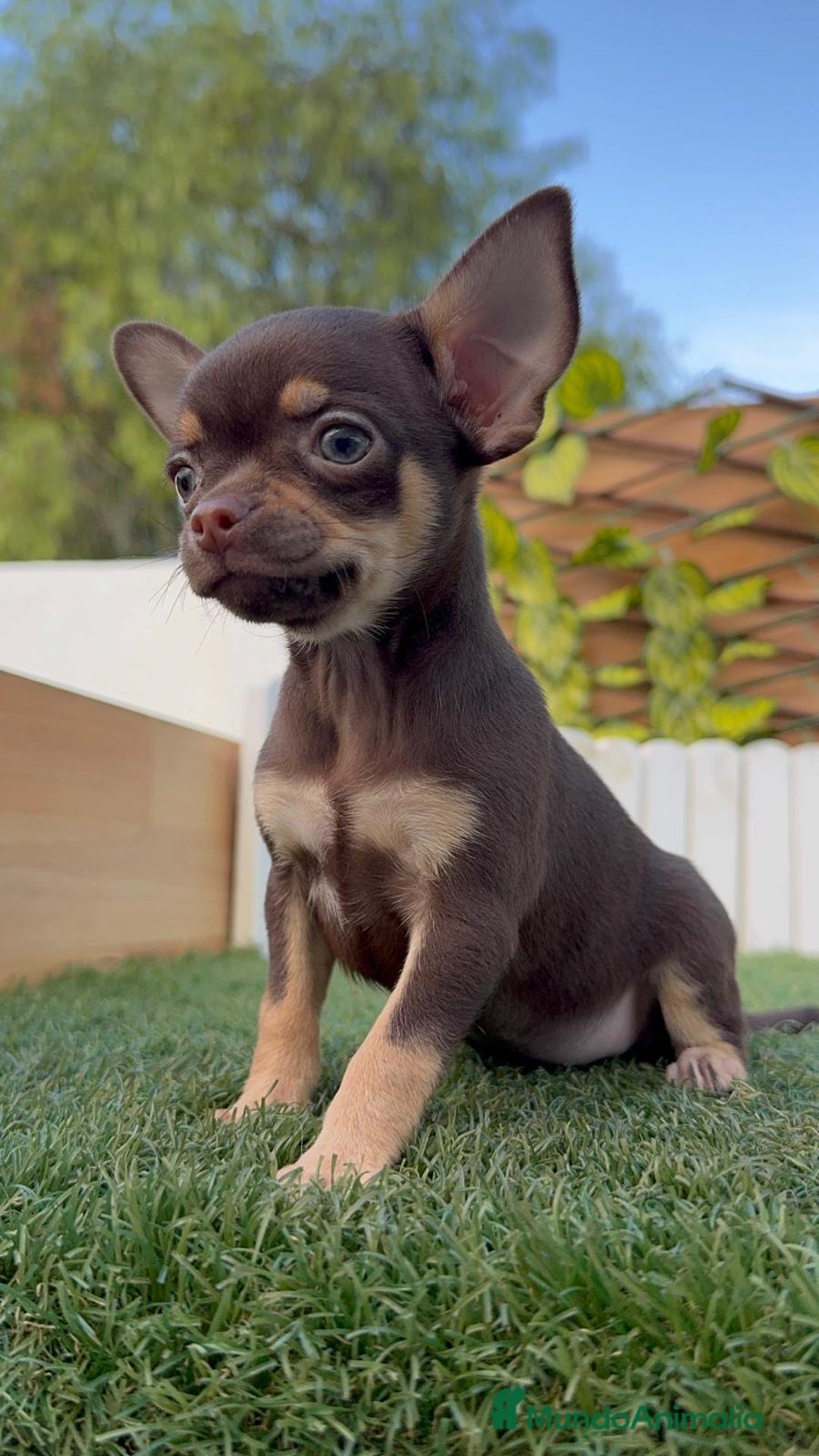 Chihuahua perros en venta: CHIHUAHUA MACHO - Imagen 2
