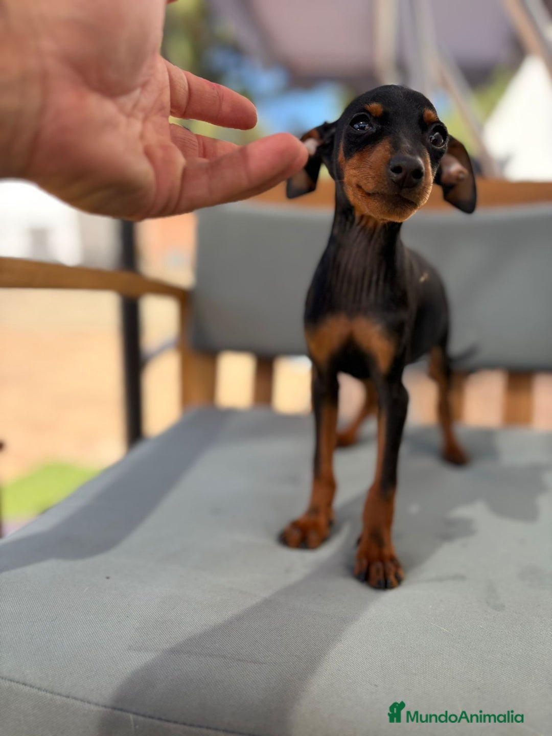 Pinscher Miniatura perros en venta: Mini-pinscher hembra  - Imagen 7