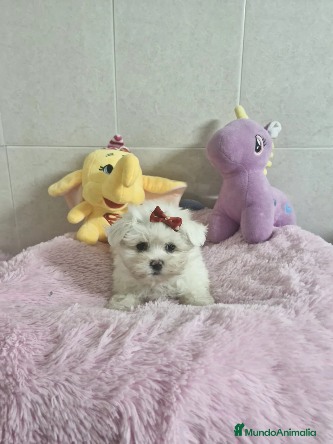 Bichón Maltés perros en venta: Bichón Maltés  en Barcelona - Anuncio 3