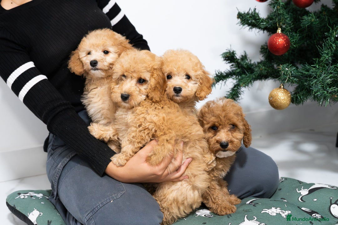 Caniche Mediano perros en venta: Caniche enano disponibles!! - Anuncio 1