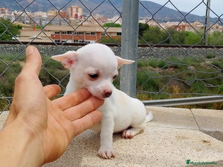 Chihuahua perros en Alicante - Anuncio 8