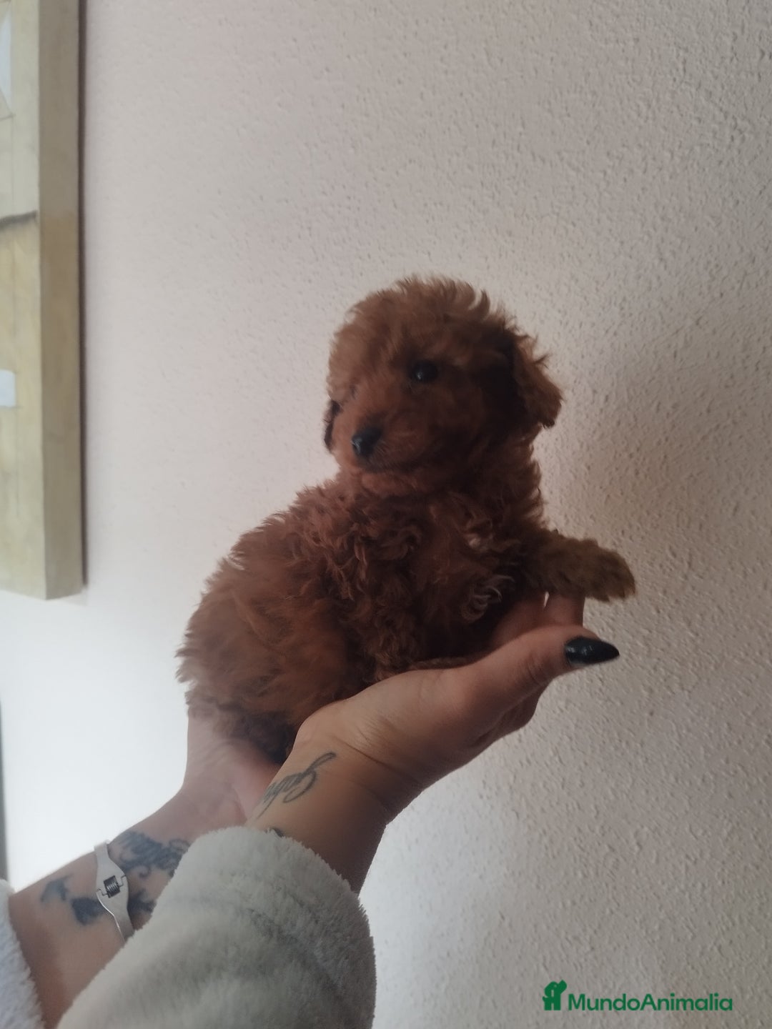 Caniche Toy perros en venta: CANICHE HEMBRA ROJO - Anuncio 1