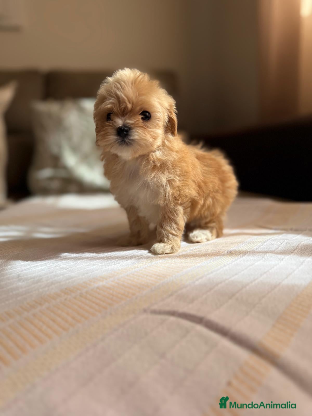 Maltipoo perros Maltipoo Toy - Anuncio 3