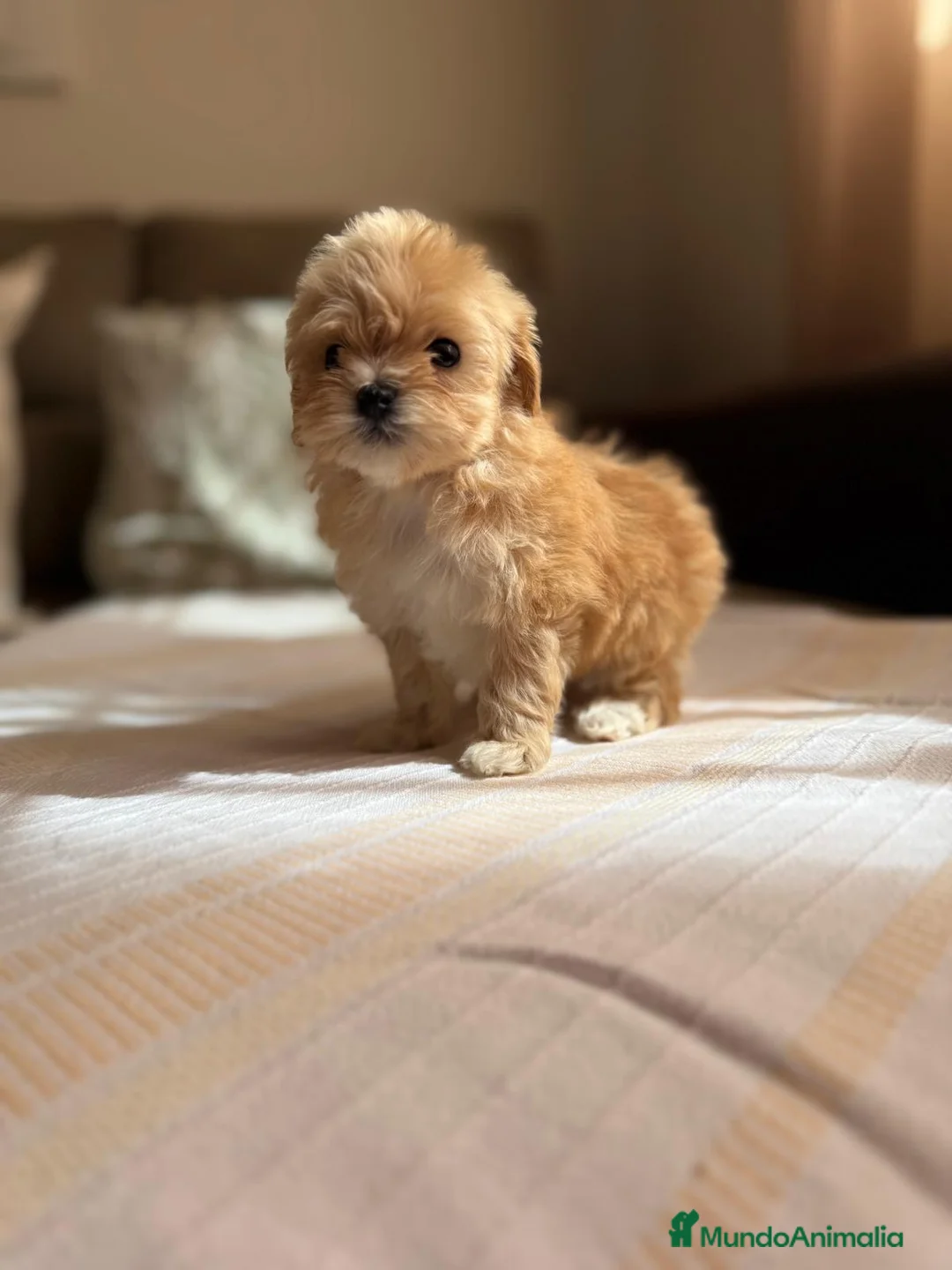 Maltipoo perros en venta: Maltipoo Toy - Anuncio 1