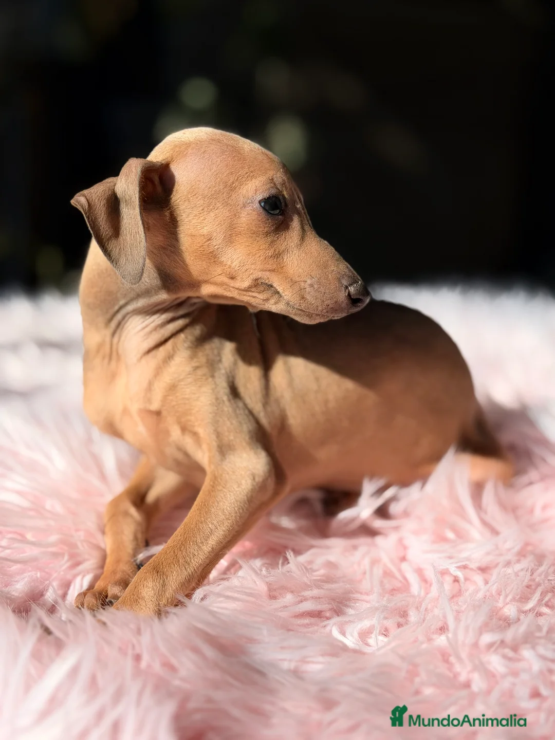 Pequeño Lebrel Italiano perros en venta: Piccolo italiano hembra  - Anuncio 3