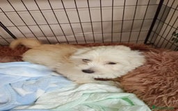 Maltipoo perros en venta: Maltipoo - Imagen 2