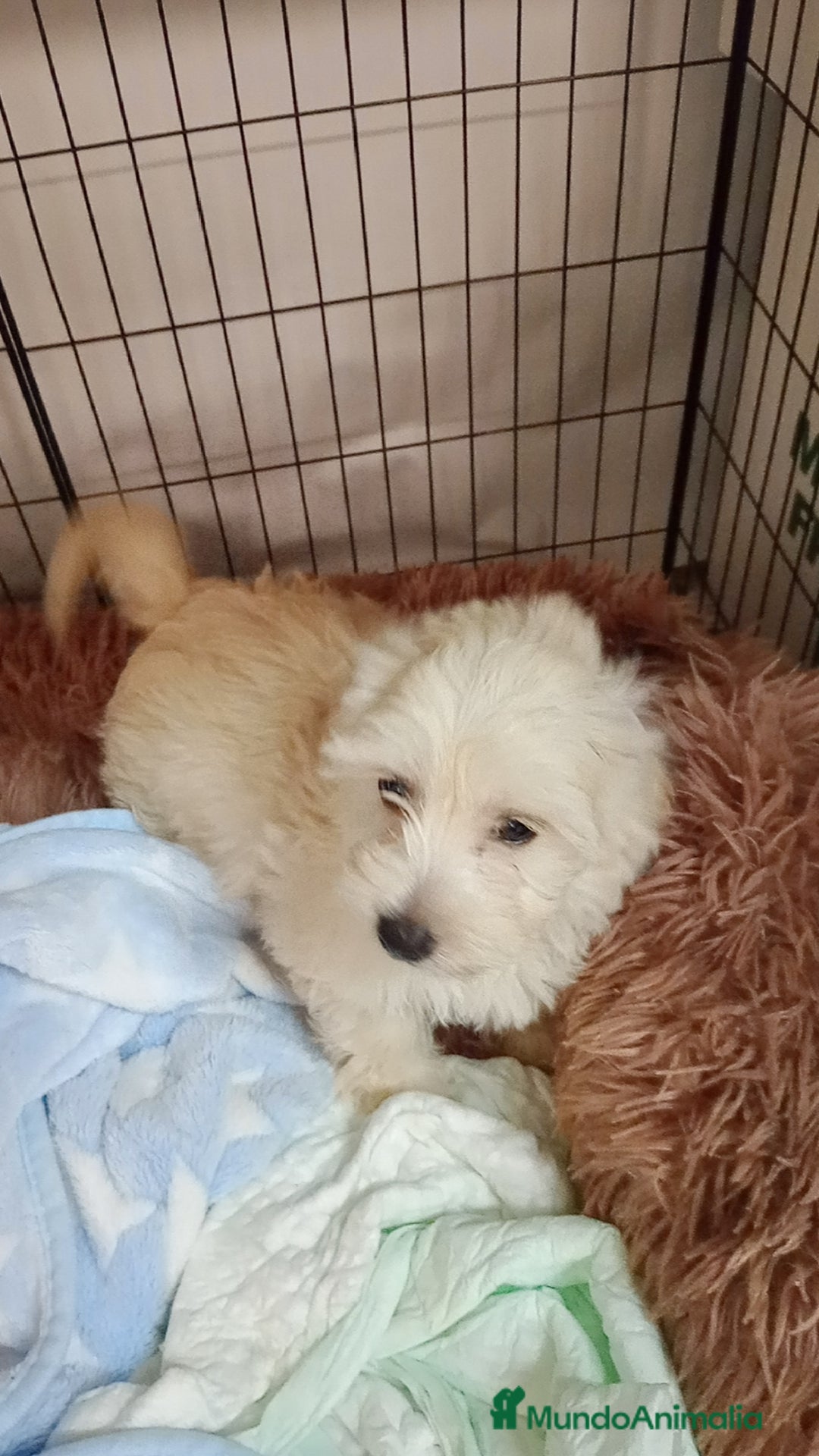 Maltipoo perros en venta: Maltipoo - Imagen 2