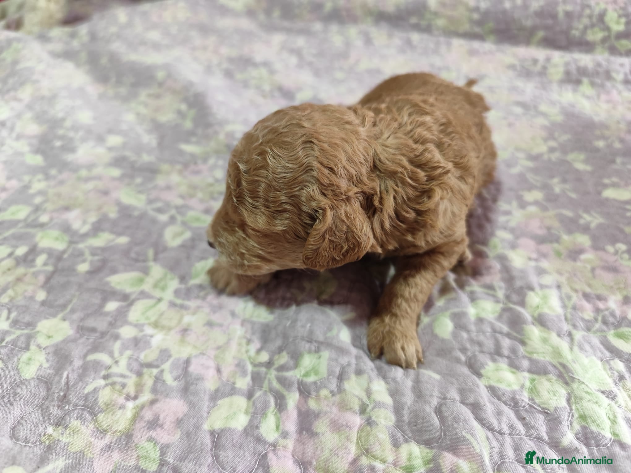 Caniche Toy perros Caniches preciosos  en Barcelona - Anuncio 2