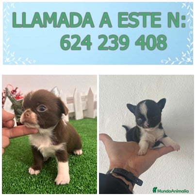 Chihuahua perros en venta: PRECIOSOS CHIHUAHUA RUSO Y ASIÁTICO   - Anuncio 6