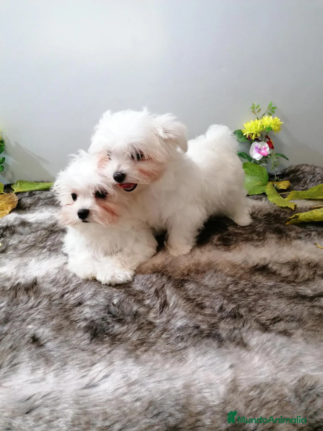 Bichón Maltés perros en venta: Bichón maltes - Anuncio 8