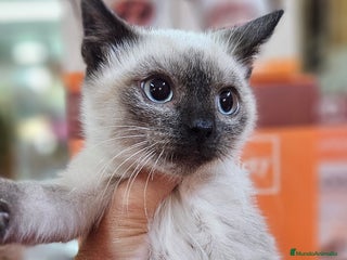 Siamés gatos Siames - Anuncio 20