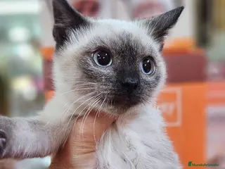 Siamés gatos Siames - Anuncio 9