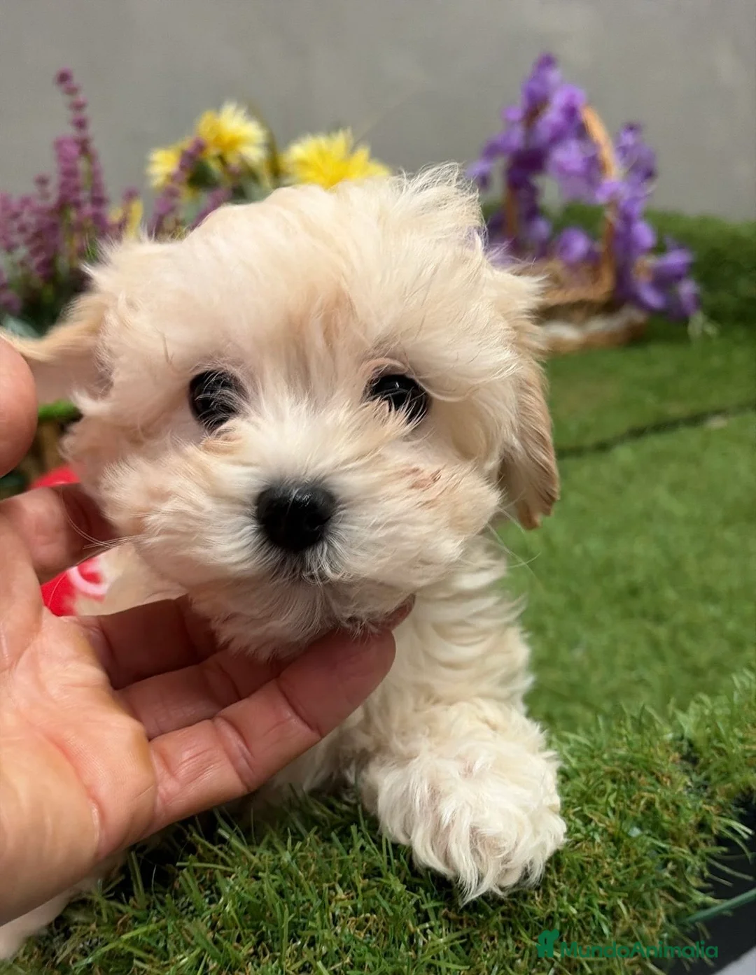 Maltipoo perros en venta: Maltipoo hembra disponible !!! - Anuncio 1