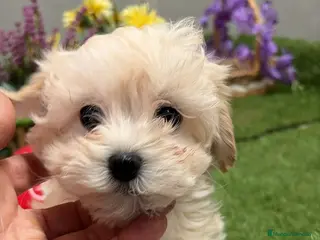 Maltipoo perros Maltipoo hembra disponible !!! - Anuncio 2