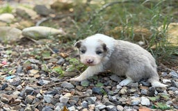 Border Collie perros en venta: 🐾 CACHORROS BORDER COLLIE DE ALTA CALIDAD 🐾 - Anuncio 3