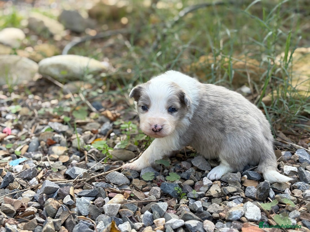 Border Collie perros en venta: 🐾 CACHORROS BORDER COLLIE DE ALTA CALIDAD 🐾 - Anuncio 3