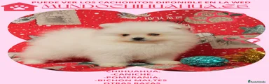 Pomerania Cachorro 10