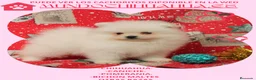 Pomerania perros en venta: PRECIOSO CACHORITO DE POMERANIA TOY    - Anuncio 14