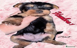 Yorkshire Terrier perros en venta: Yorkshire  - Imagen 11