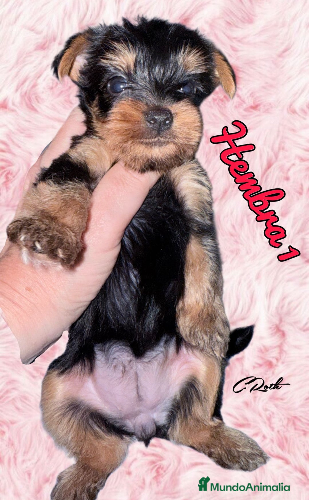 Yorkshire Terrier perros en venta: Yorkshire  - Imagen 11