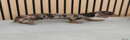 Teckel Miniatura perros en venta: Teckel Mini Arlequín ♂️ disponible  - Anuncio 9