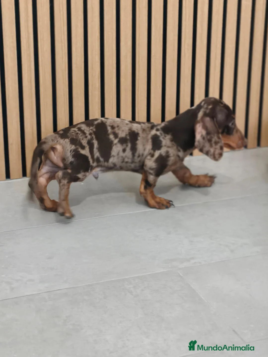 Teckel Miniatura perros en venta: Teckel Mini Arlequín ♂️ disponible  - Anuncio 9