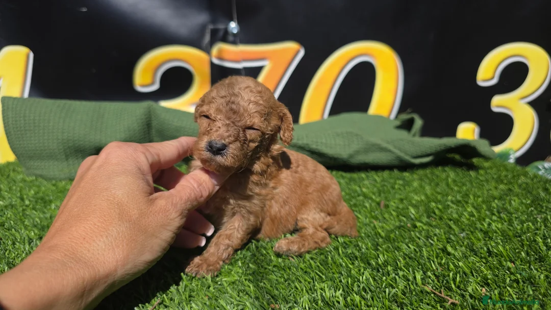 Caniche Toy perros en venta: Caniches toy  - Anuncio 1