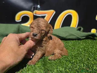 Caniche Toy perros Caniches toy - Anuncio 1