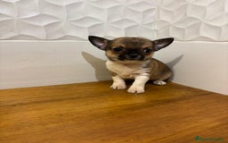 Chihuahua perros en venta: Chihuahuas  - Anuncio 3