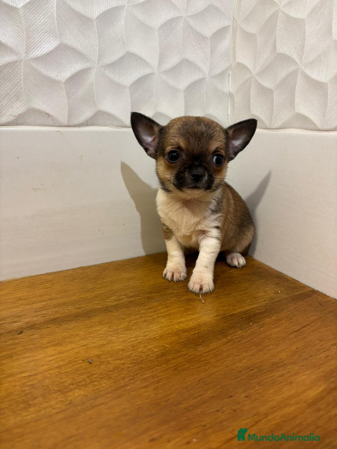 Chihuahua perros en venta: Chihuahuas  - Anuncio 3