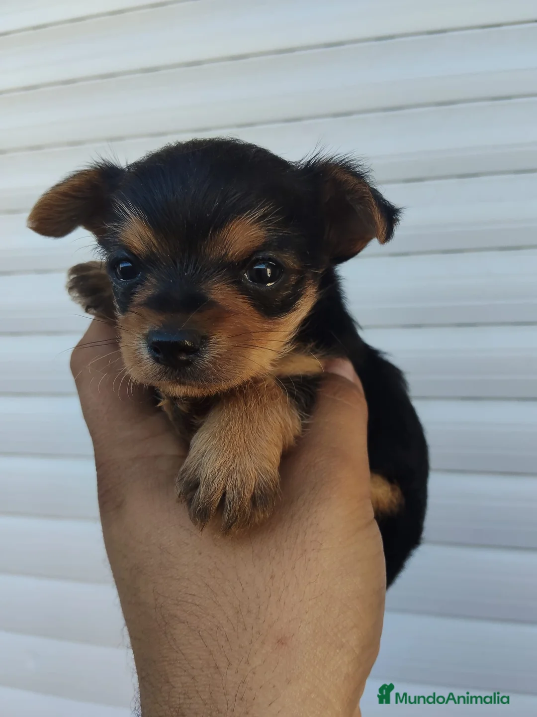 Raza Mixta perros en venta: Chorkie Hembra en Valladolid - Anuncio 1