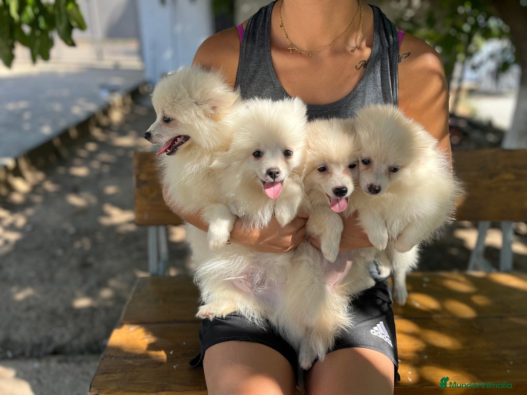 Pomerania perros en venta: Camada Pomerania blanco  - Imagen 4