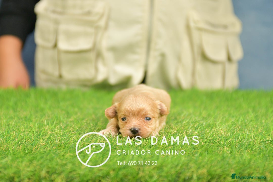 Maltipoo perros en venta: Cachorros de maltipoo disponibles. - Anuncio 2