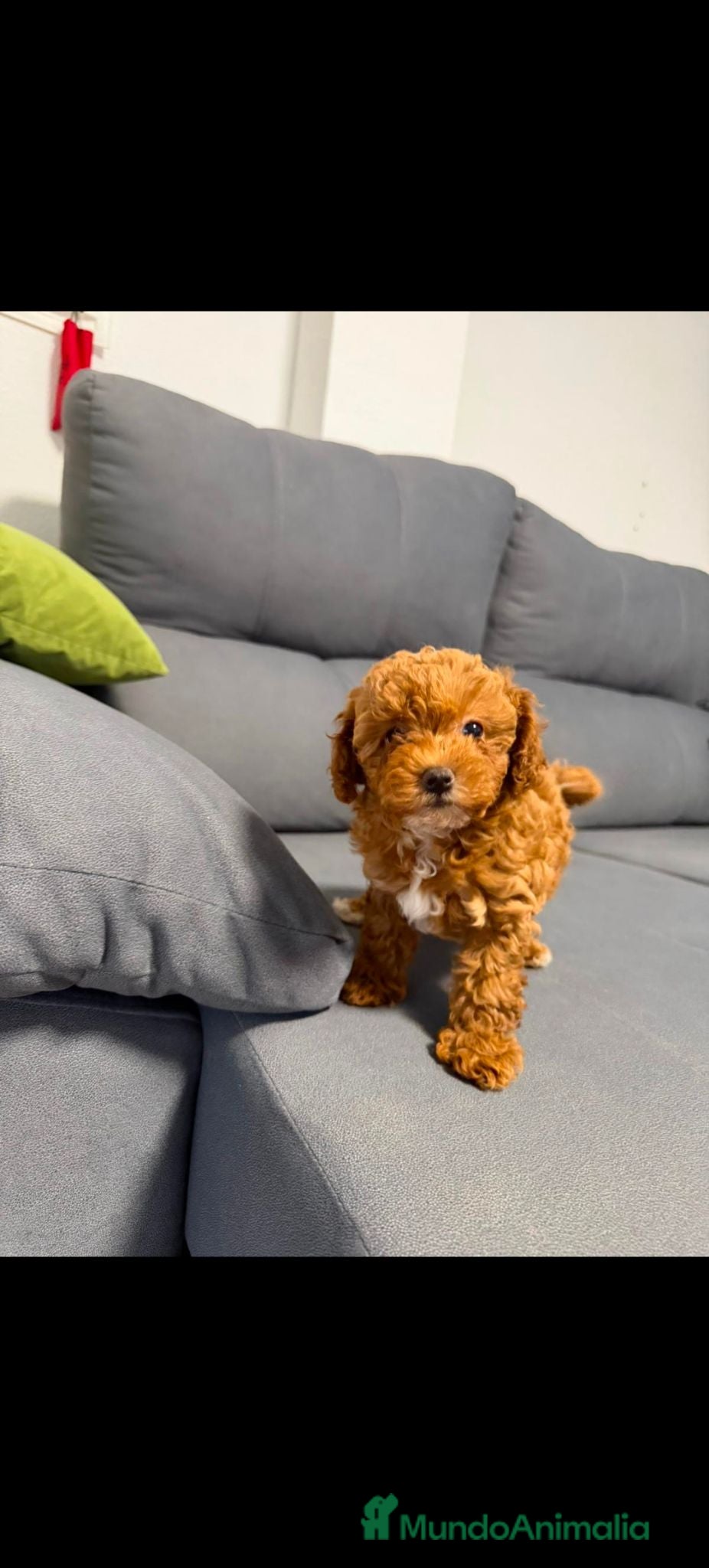 Caniche Toy perros Disponible 1 hembra de Caniche Toy - Anuncio 21