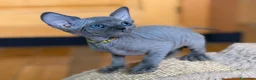 Sphynx gatos en venta: Sphynx pedigree - Anuncio 6