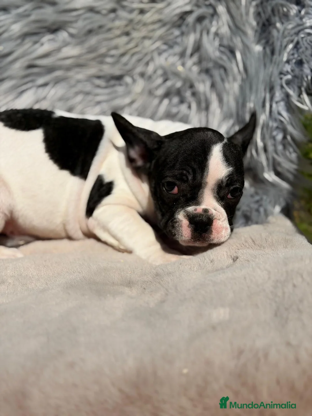 Bulldog Francés perros en venta: BULLDOG FRANCÉS BICOLOR - Anuncio 1