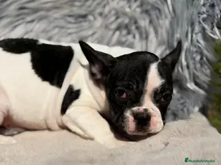 Bulldog Francés perros BULLDOG FRANCÉS BICOLOR - Anuncio 1