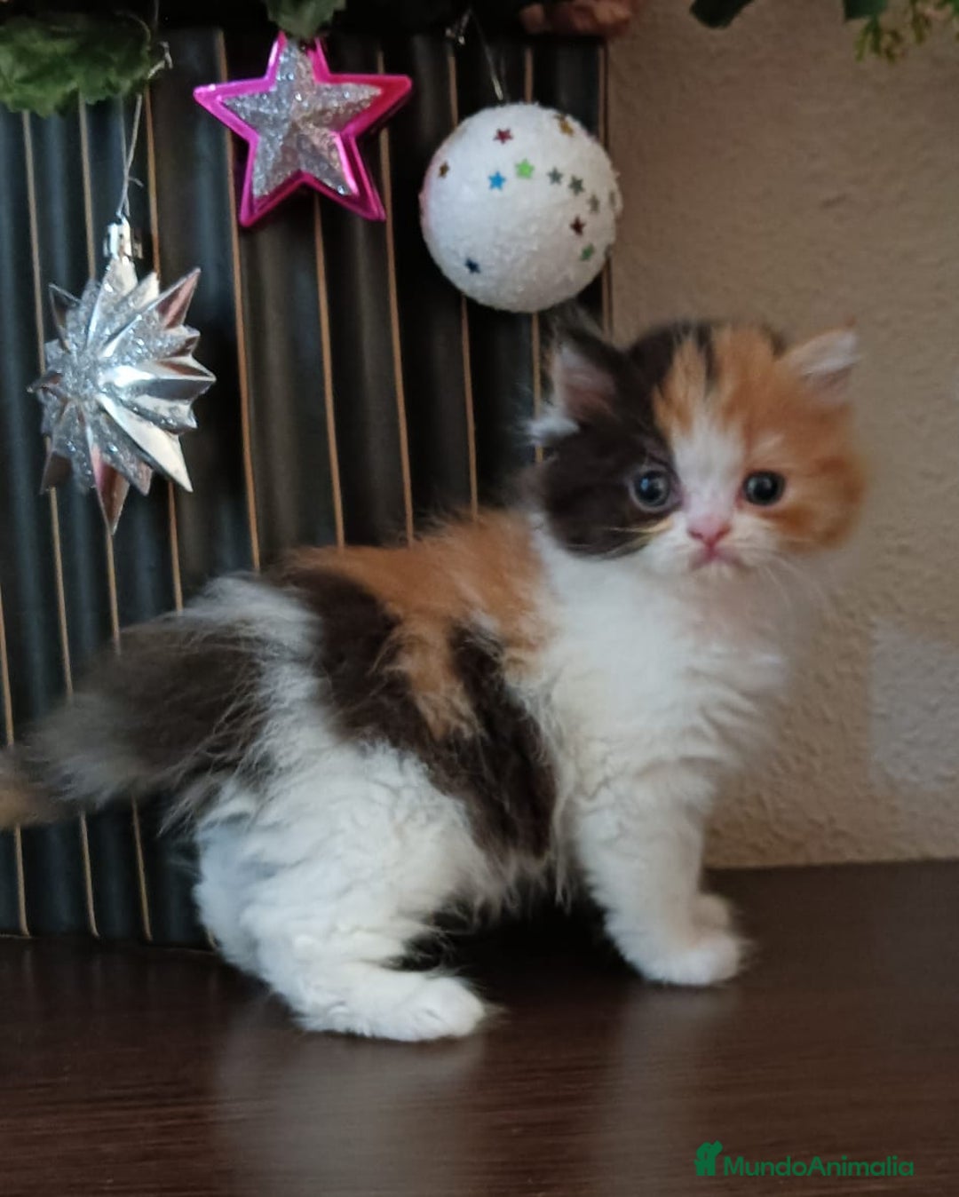 Persa gatos en venta: Gatos persas - Anuncio 7