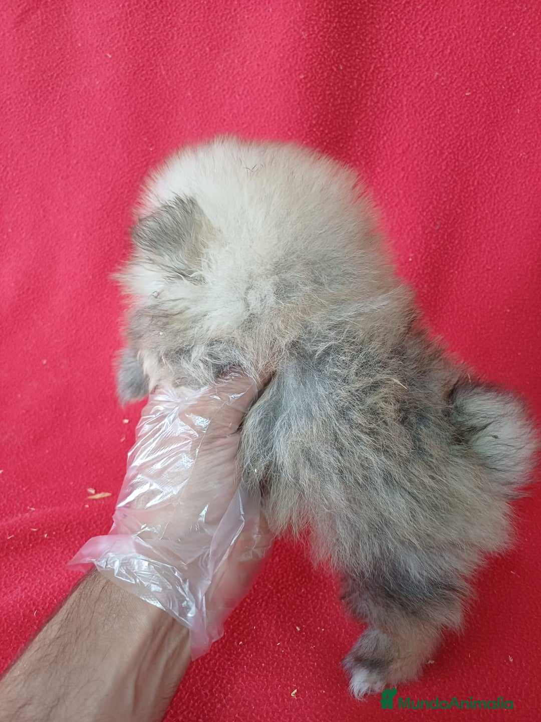 Pomerania perros en venta: Pomerania Mini Sable  - Imagen 2
