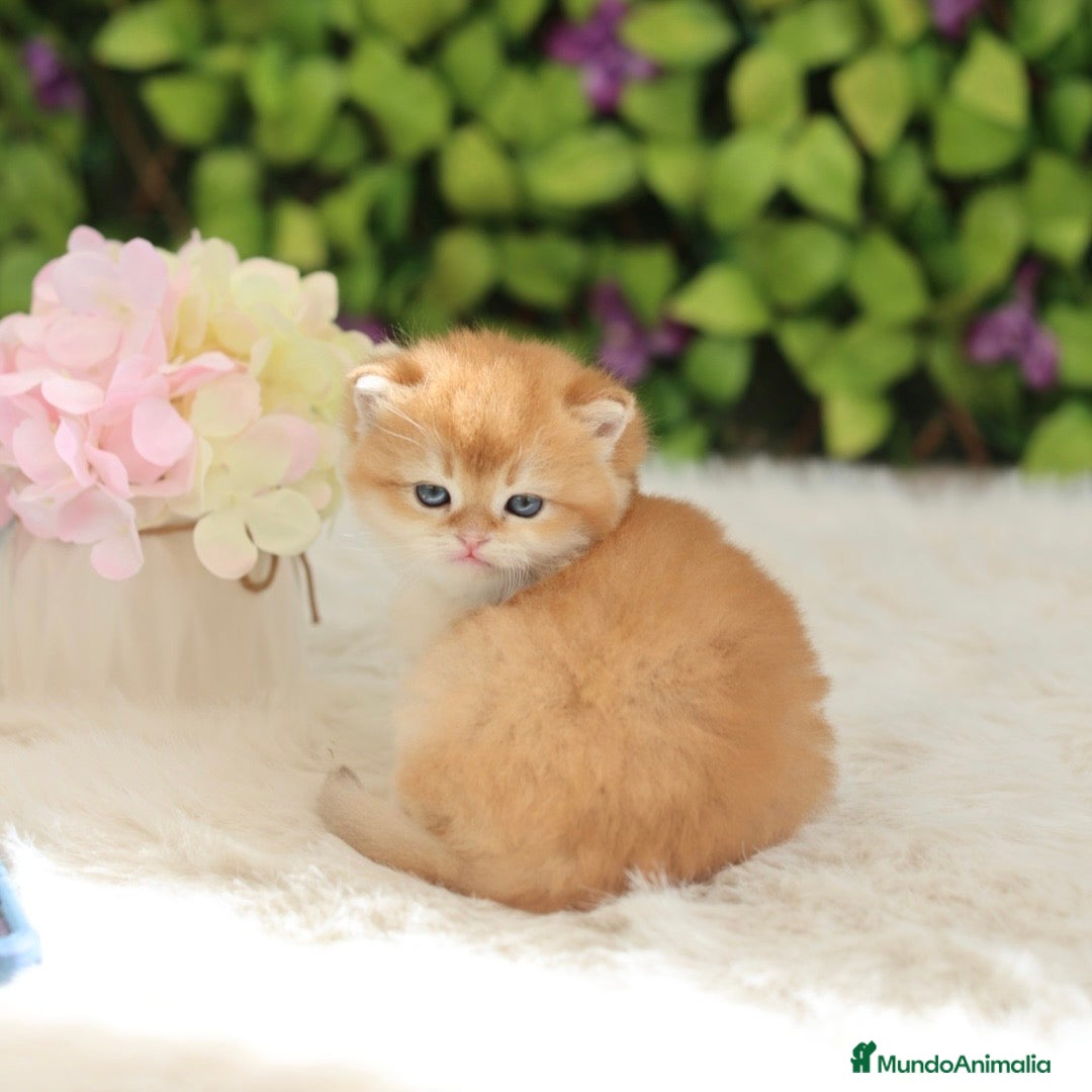 Británico de Pelo Corto gatos British Short Hair  - Anuncio 6