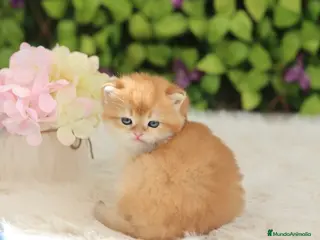 Británico de Pelo Corto gatos British Short Hair - Anuncio 6