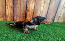 Teckel perros en venta: TECKEL - Imagen 6