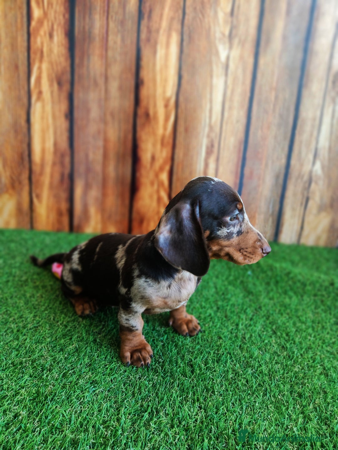 Teckel perros en venta: TECKEL - Imagen 6