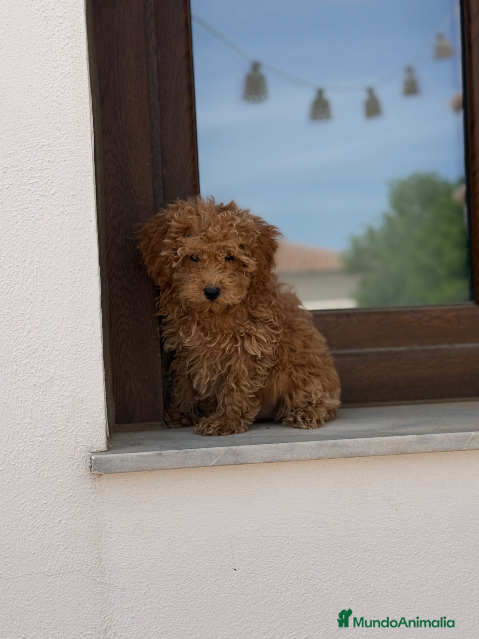 Caniche Enano perros Caniches enanos apricot  - Anuncio 3